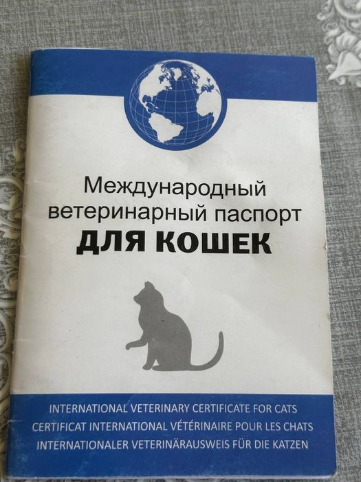 Кошка скоттиш фолд со всеми принадлажностьями