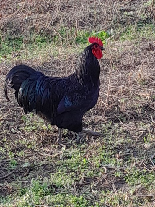 VÂND cocoși Australorp