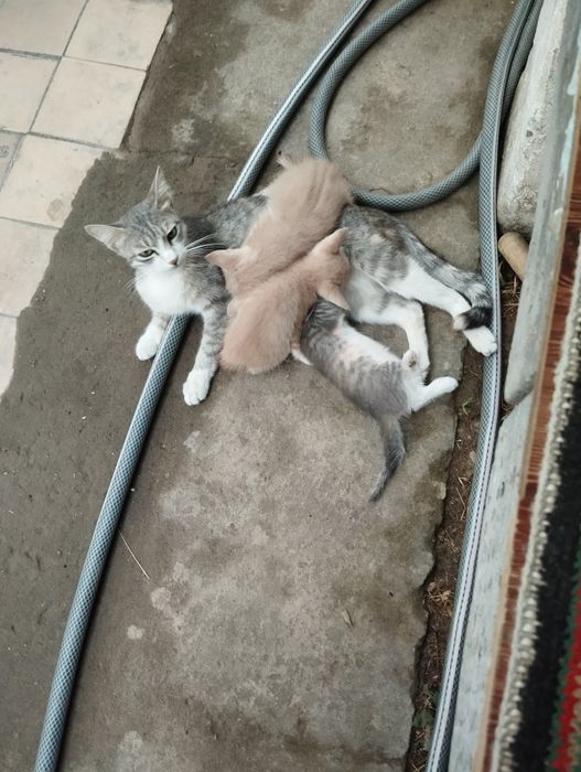 Пожалуйста помогите..котята все разные.красивые.уже умнички..12.штук.