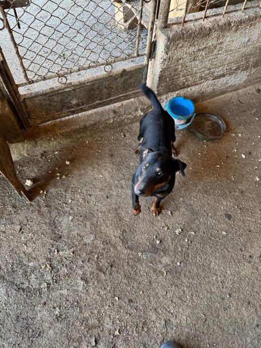 Jagd terrier cu pedigree