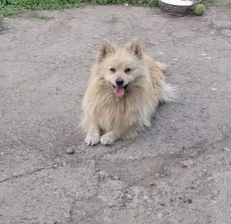 Отдам собаку в добрые руки