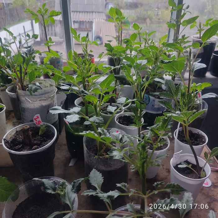 Продам пророщеные георгины в стаканчиках.