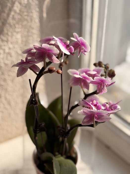 Живые орхидеи (свежая поставка)