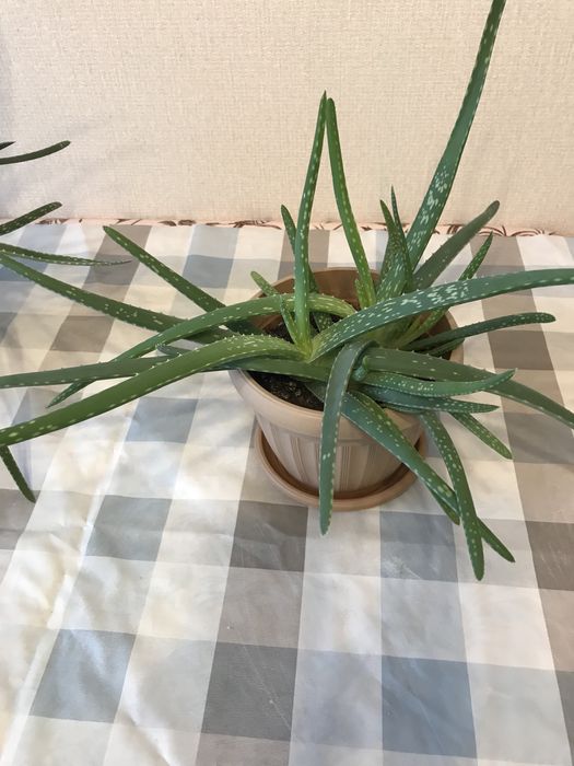 Лечебное растение. Алоэ