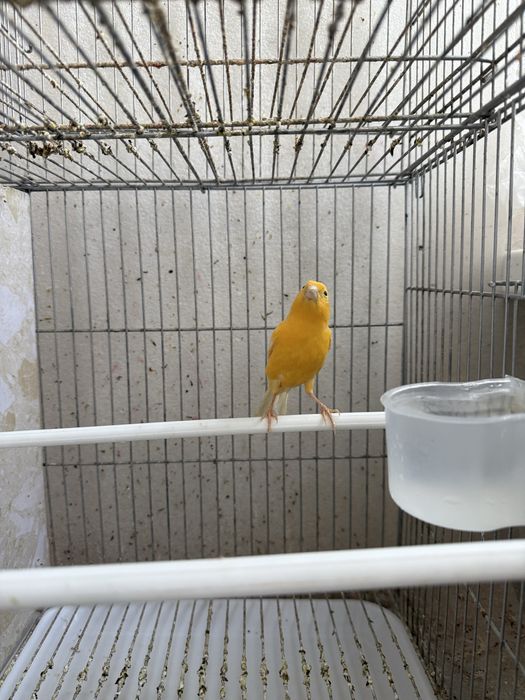 Канарейка поюшый молодой самец 10-месяцов