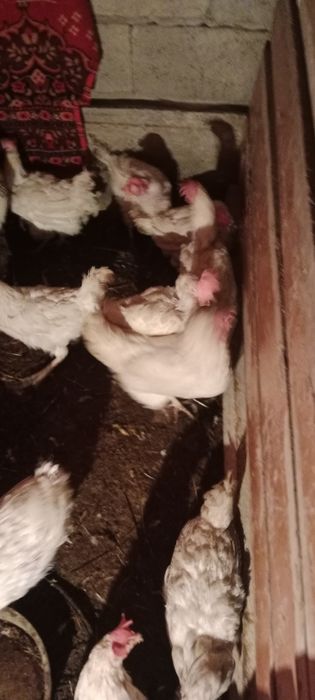 Продаются куры несушки