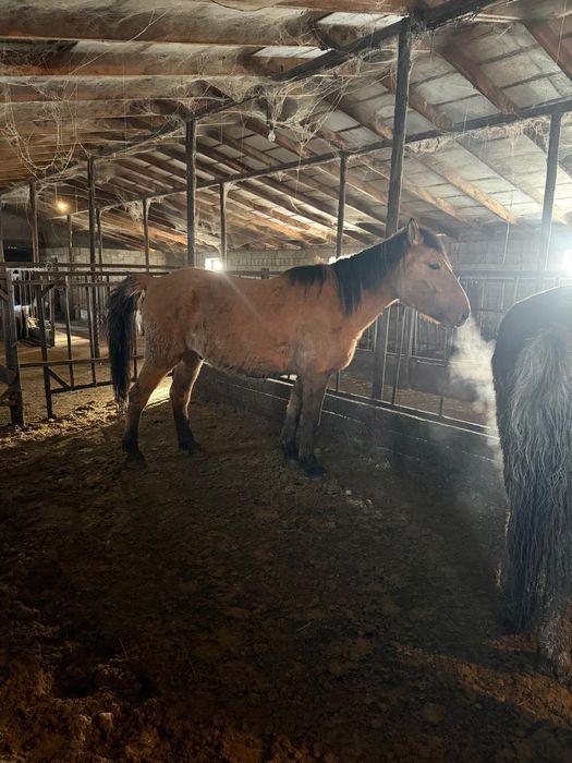 Соғым тай бие байтал құнан дөнен