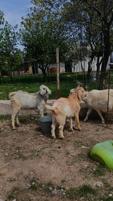 Козы Байтал асыл тукым