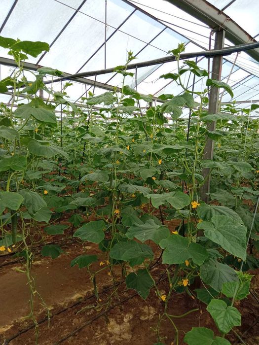 Стъклена оранжерия