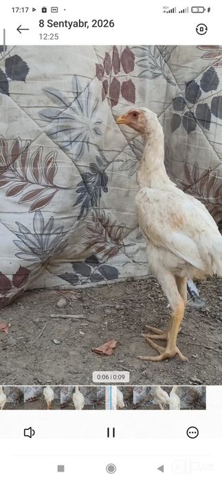 dakan joja oq makyon