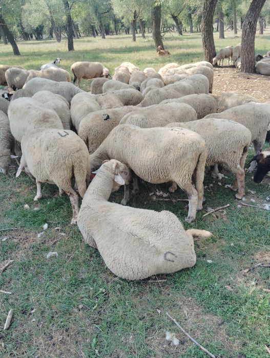 Vând 150 de oi și 50 de mieluțe.