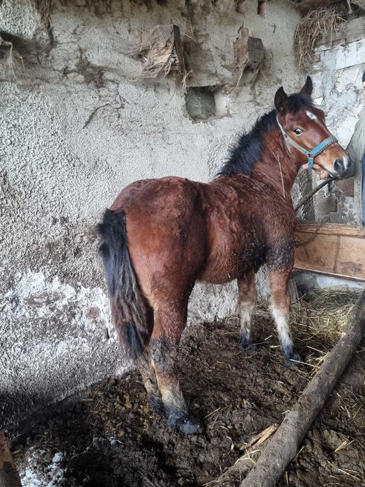 Vând mânz in varstă de 6 luni