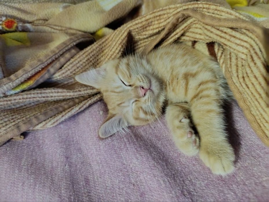 Рыжий котёнок ищет любящих хозяев