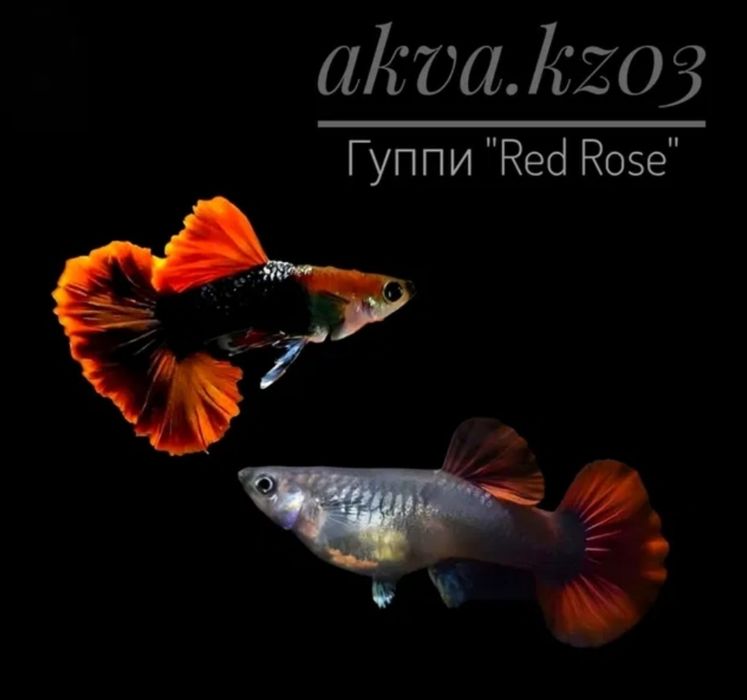 Гуппи,, Red  Rose'' Гуппи,, Канада "