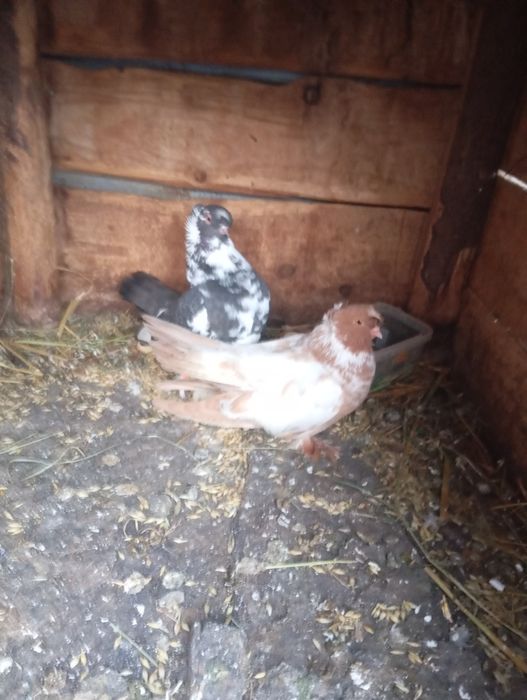 Dau porumbei voiajori, Jucători de Botoșani