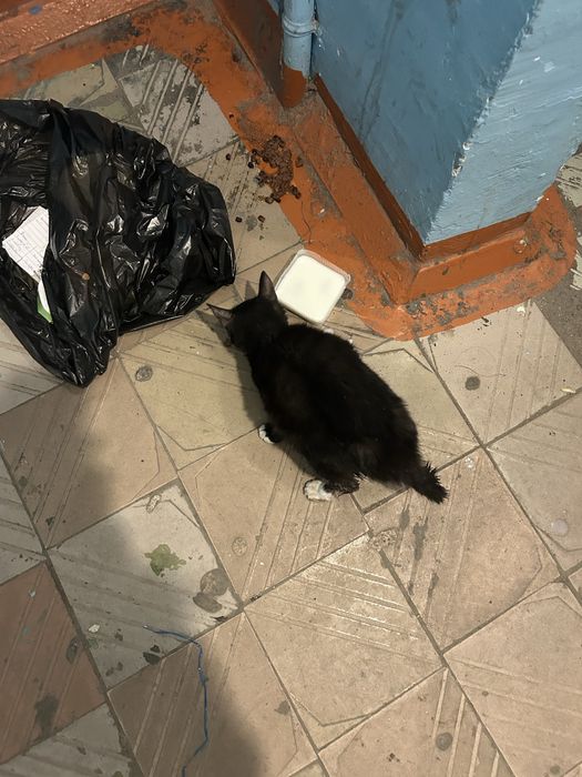 Кошечки нужна помощь