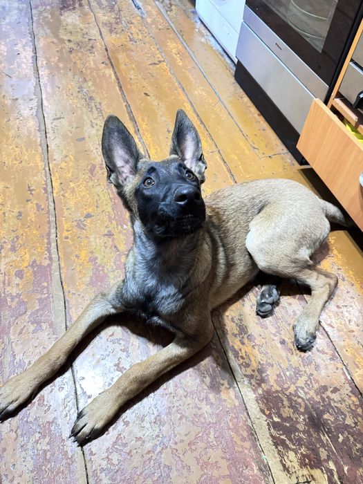 Пропала собака !