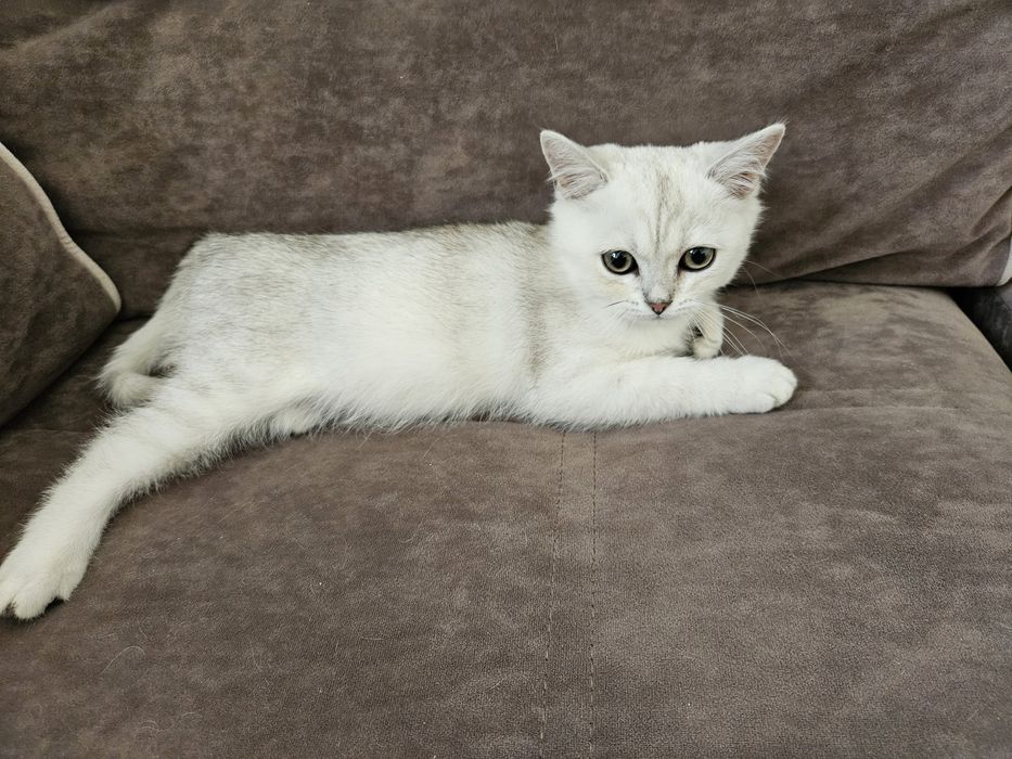 Продам британского котёнка