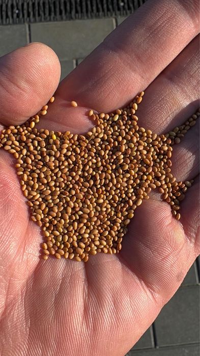 Sămânță de trifoi