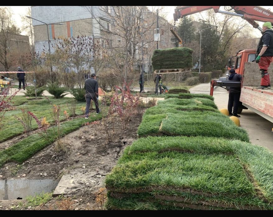 Озеленение,газон