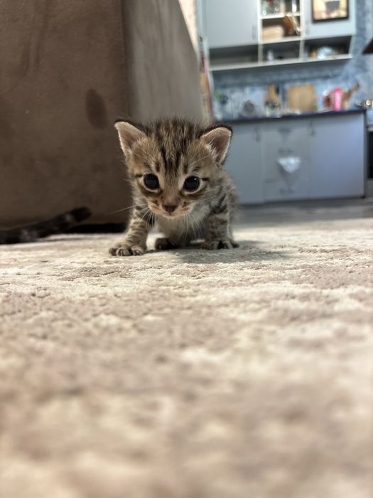 Отдам котят в хорошие руки