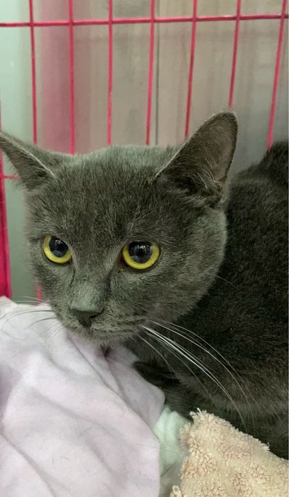 Ветеринар на дом. Вет врач