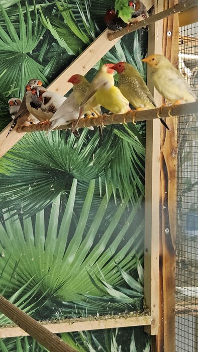 Desfiintez crescatorie