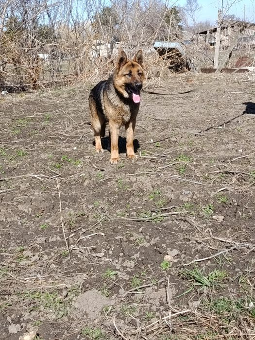 Очен хорошая собака