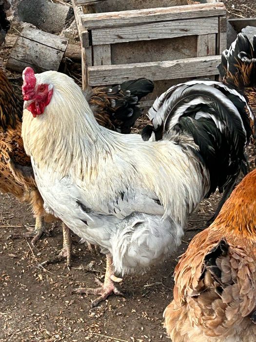 Яйца кур инкубационные