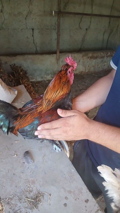 Yapon xuroz zoti yaxshi