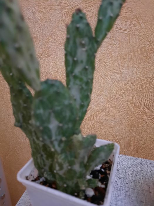 Продам кактусы и хавортию.