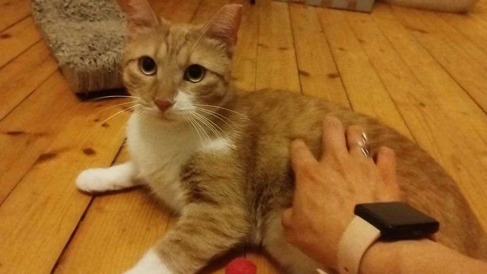 Кюфтенце търси дом