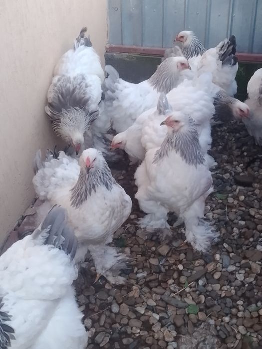 Ouă de găini brahma herminat deschis