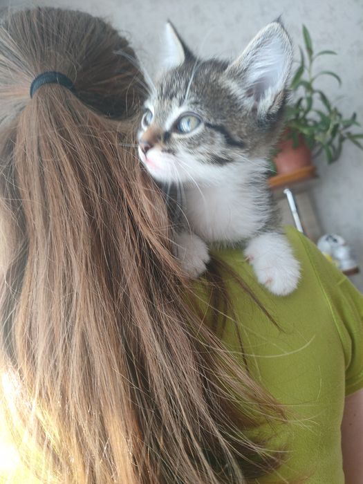 Отдам котят, Майкудук