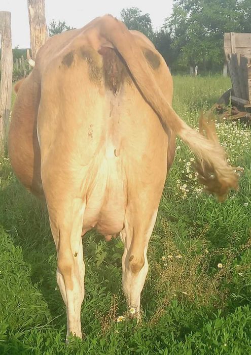 Vand vaca Baltata Romaneasca gestanta in 2 luni