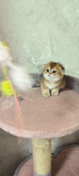 Мальчики фолд,золотая шиншила