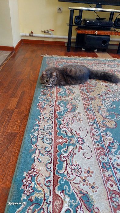 Отдам в добрые руки