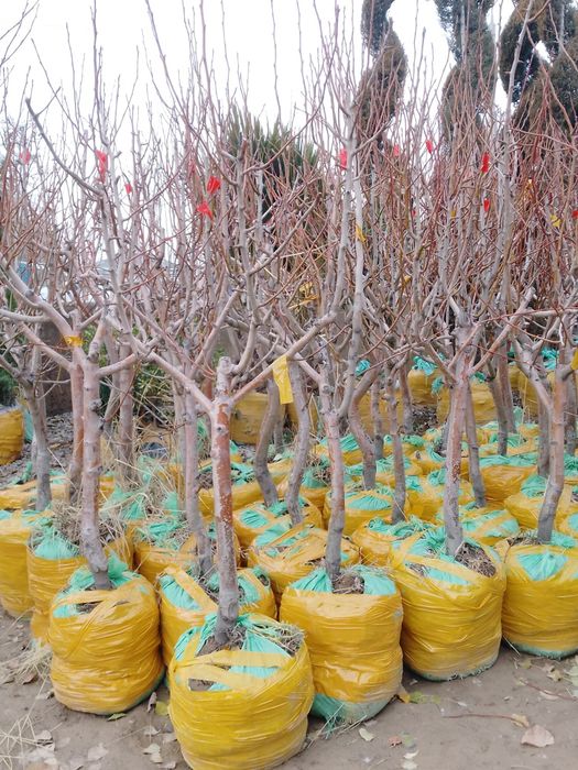 Sutuvda mevali kòchatlar bor