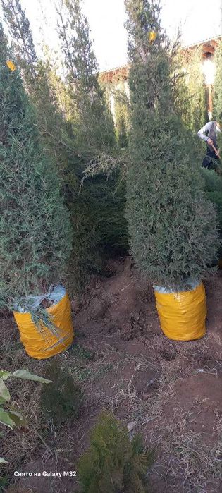 Можжевельник ва ясин кучатлар сотилади