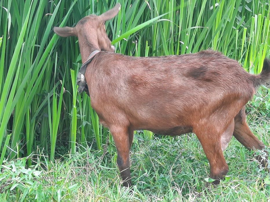 Mursiana zotli granadina