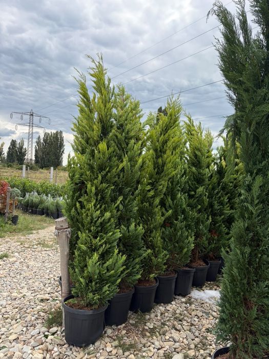 Leylandii la ghiveci