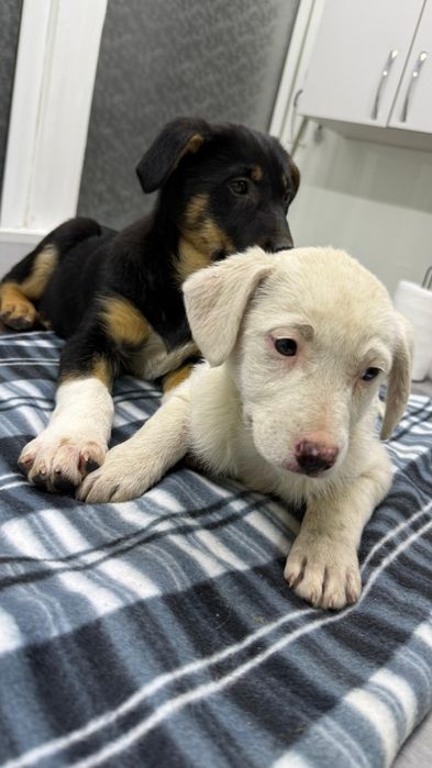 Щеночки девочки бесплатно