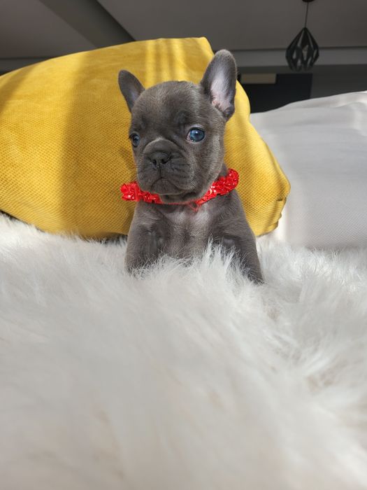 Bulldog francez blue
