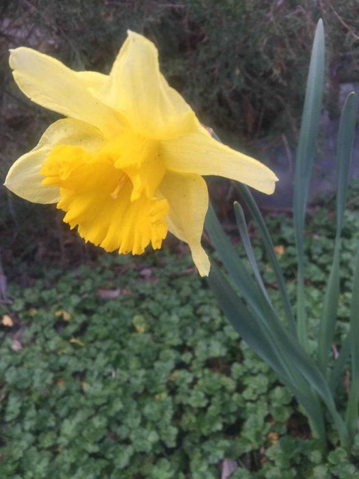 луковицы сортовых тюльпанов,трубчатых нарциссов,белых гиацинтов