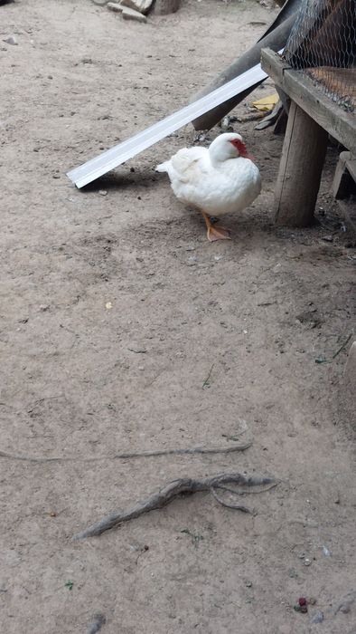 Vând gâște de anul trecut .