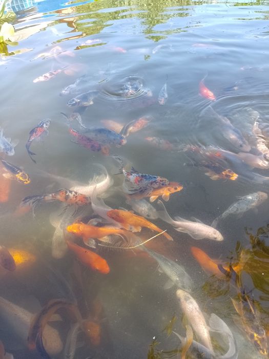 Crap koi , carași shubunkin,comete,trimit in toată țara !
