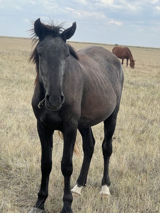 Буаз Байтал срочно сатылады