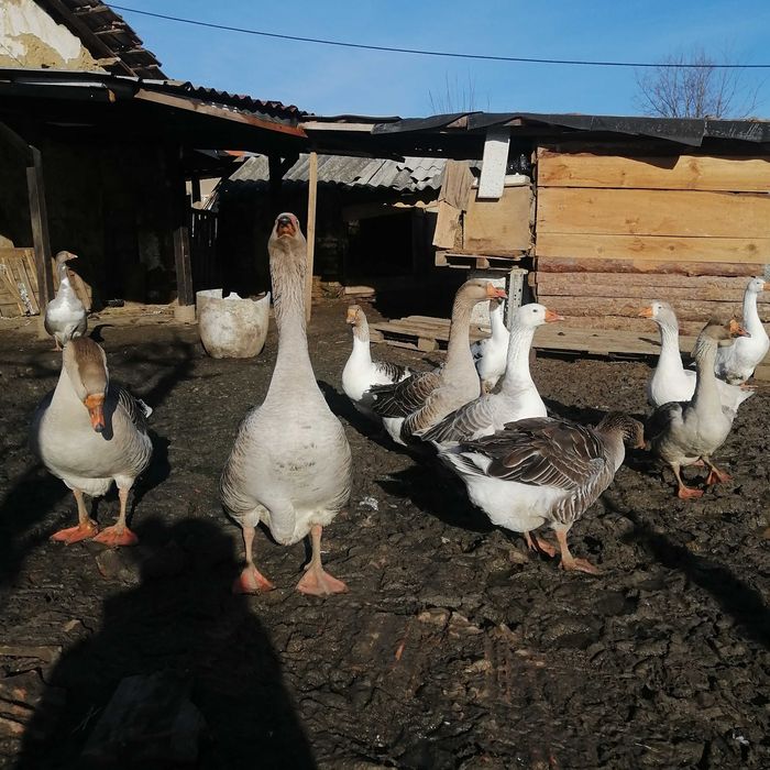 Яйца от селски гьски.