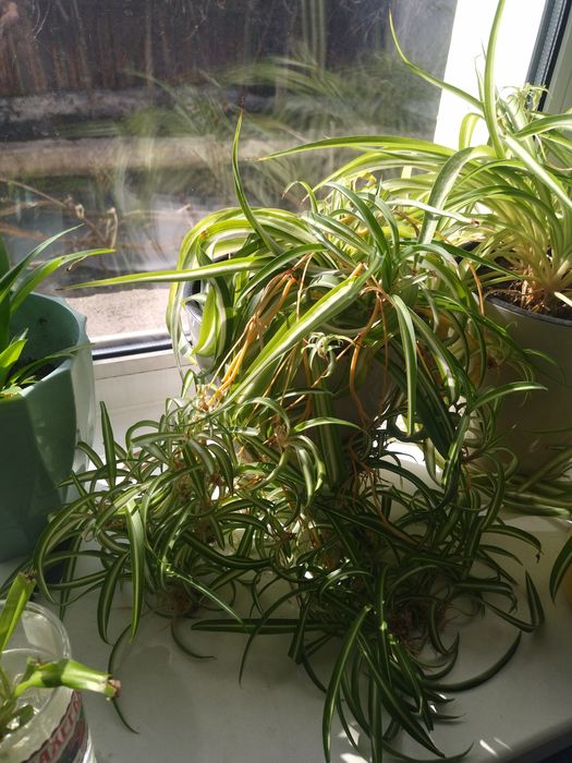 Продаю ростки кудрявого хлорофитума