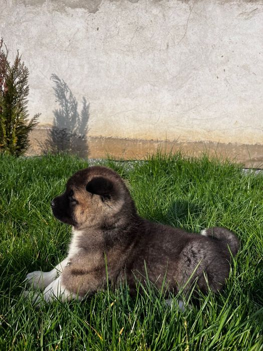 Akita american femela